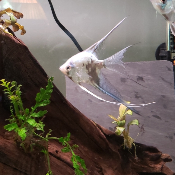 Meet your Posher, Allyson - Picture 1 of 1